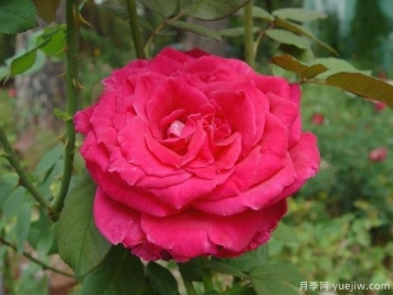 芳香夫人月季/淑女月季