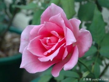 埃菲尔铁塔月季/巴黎铁塔