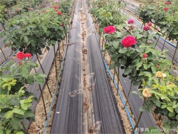 秋季月季黄叶的几个常见原因与应对措施