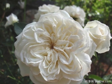 白米农月季的优缺点是什么？