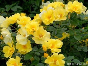 柠檬酒月季的优缺点是什么？