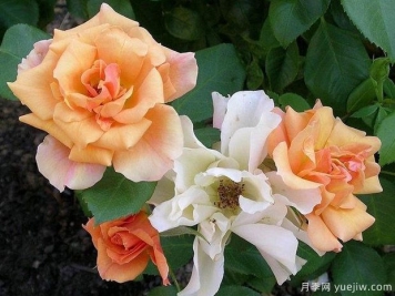 龙舌兰玫迪兰月季/龙舌兰酒月季Tequila Meidiland