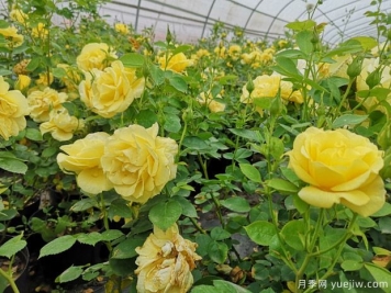 阳光玫迪兰月季Sunny Meidiland