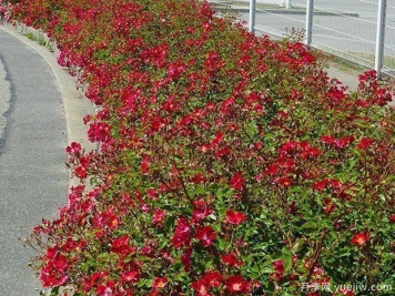 红色玫迪兰月季/红色玫兰Rouge Meidiland