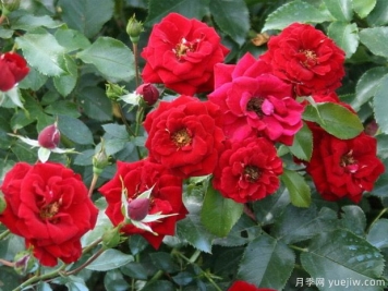 乔治贝斯特月季