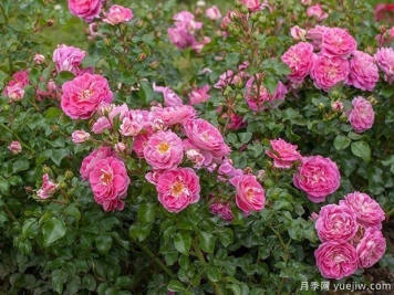 可爱粉玫迪兰月季/吉普赛色彩节/可爱粉色Lovely Pink