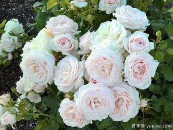 甜蜜韵事月季/甜蜜浪漫曲月季