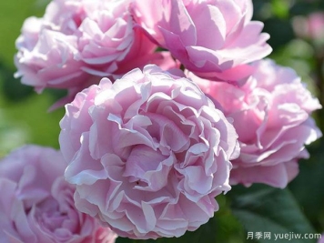 圣安娜蛋糕月季