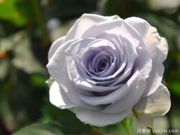 蓝色引力月季Blue Gravity
