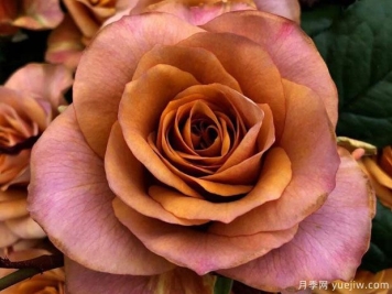 标志月季/符号月季