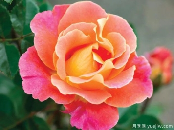 桃粉派对月季/果味花瓣