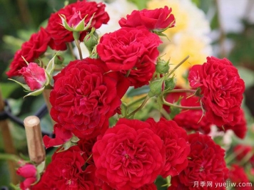 猩红剪影月季/深红剪影