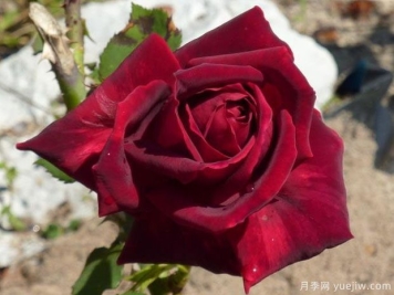 黑王月季/墨林月季/查尔斯马莱里尼月季