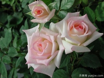 女主角月季/一流小姐月季