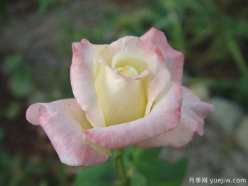 美国遗产月季/接班人月季