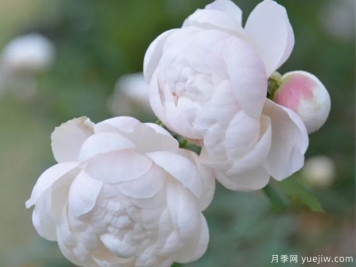 小白兔月季/小兔子月季