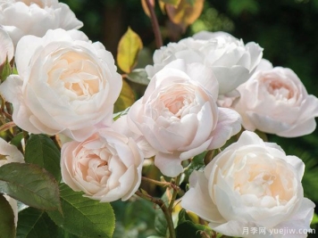 黛丝德蒙娜月季的优缺点是什么？