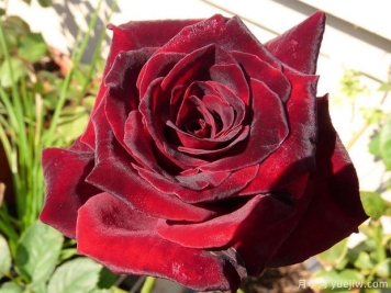 4个黑色月季品种，带有神秘色彩的黑色月季花