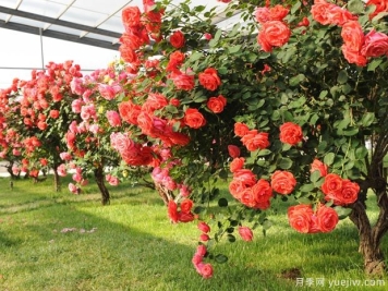 绿化工程验收的特点、程序和方法