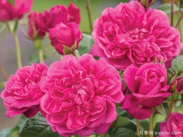 詹姆斯奥斯汀月季