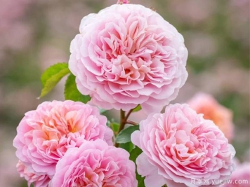 优丝塔夏福爱月季的优缺点是什么？