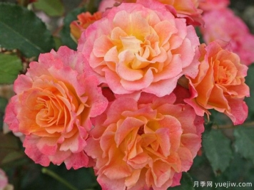 田园憧憬月季/田园风光月季