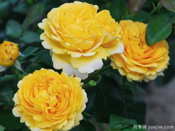 樱卡月季/茵卡月季