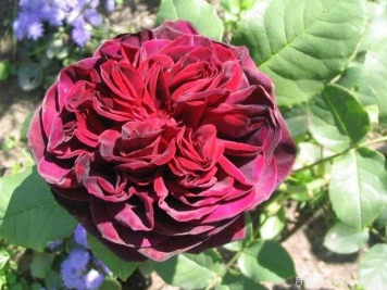 黑鱼子酱月季的优缺点是什么？