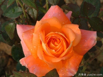 罗迪麦克米伦月季