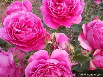 贵妇月季/贵妇人月季
