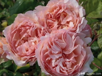 浪漫俳句月季/摩纳哥王妃夏琳月季/芳香宝石