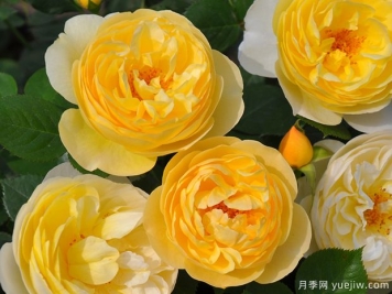 萤火虫月季/露西欧月季