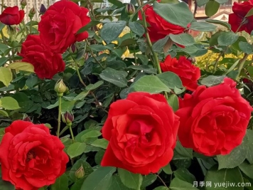 阿克苏月季市花文化和月季景观