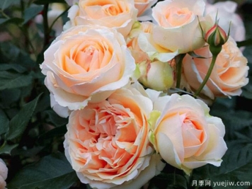 珍维叶芙奥尔西月季/吉纳维夫奥尔西