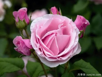 比利时王妃克莱尔月季