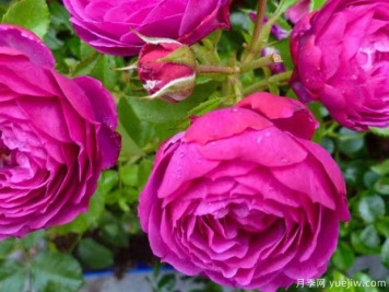 尤菲米娅月季/巧辞月季/尤菲米亚月季