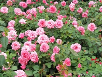 晋中月季市花文化和月季景观