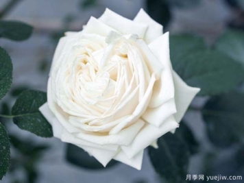 伊芙皮埃尔月季/冷香/珍妮莫罗切花版Pierre Arditi