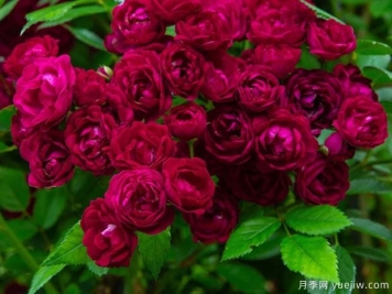 四季多米诺月季