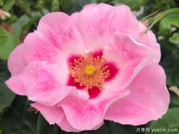 桃粉色见你月季/桃红葡萄酒月季See You in Rose