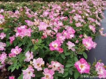 浪漫之都月季