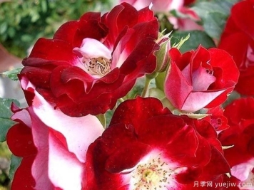 旋转木马玫迪兰月季/洛薇塔月季Lovita de Meilland