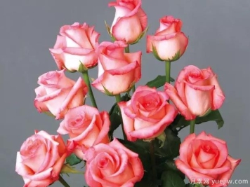 燕妮月季的优缺点是什么？