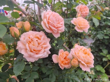 甜梦是藤本月季吗？