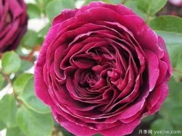 王子月季的优缺点是什么？