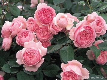 杰夫汉密尔顿月季的优缺点是什么？