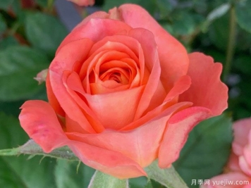 金牛座月季的优缺点是什么？