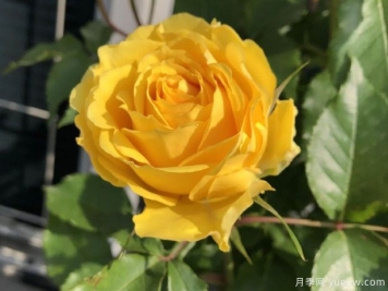 狮子座阳台月季的优缺点是什么？