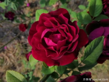 贾博士的纪念月季/纪念阿方斯拉瓦莱埃月季