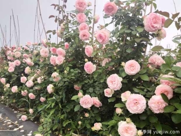 植物间也会相克，园林绿化应重视